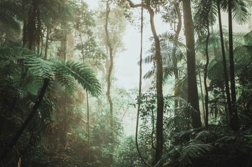 amazonas